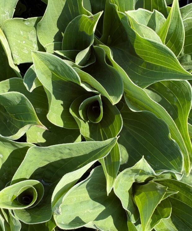 Hosta 'Blue Cadet' (Hartlelie)