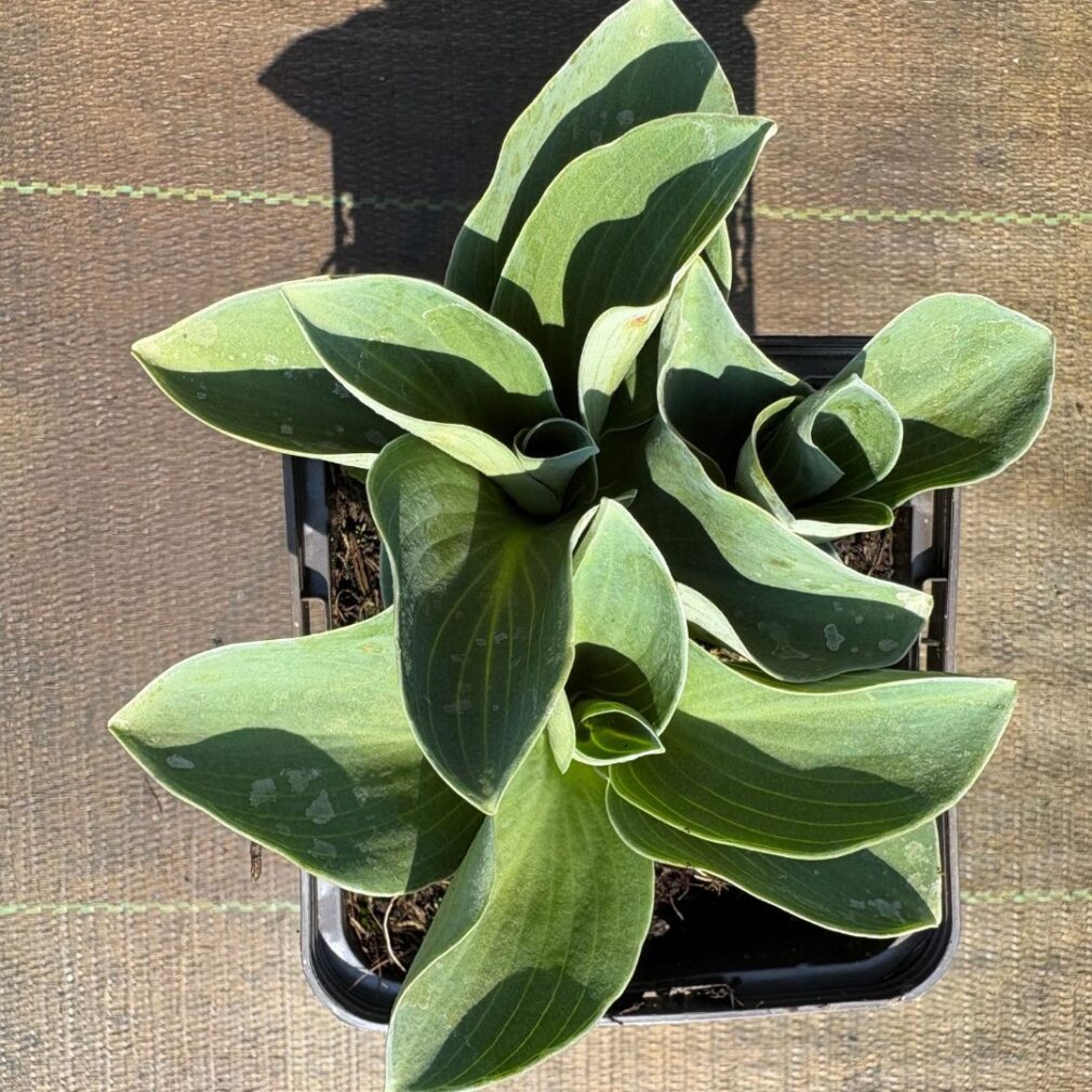 Hosta 'Blue Mouse Ears' (Hartlelie)