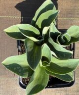 Hosta 'Blue Mouse Ears' (Hartlelie)