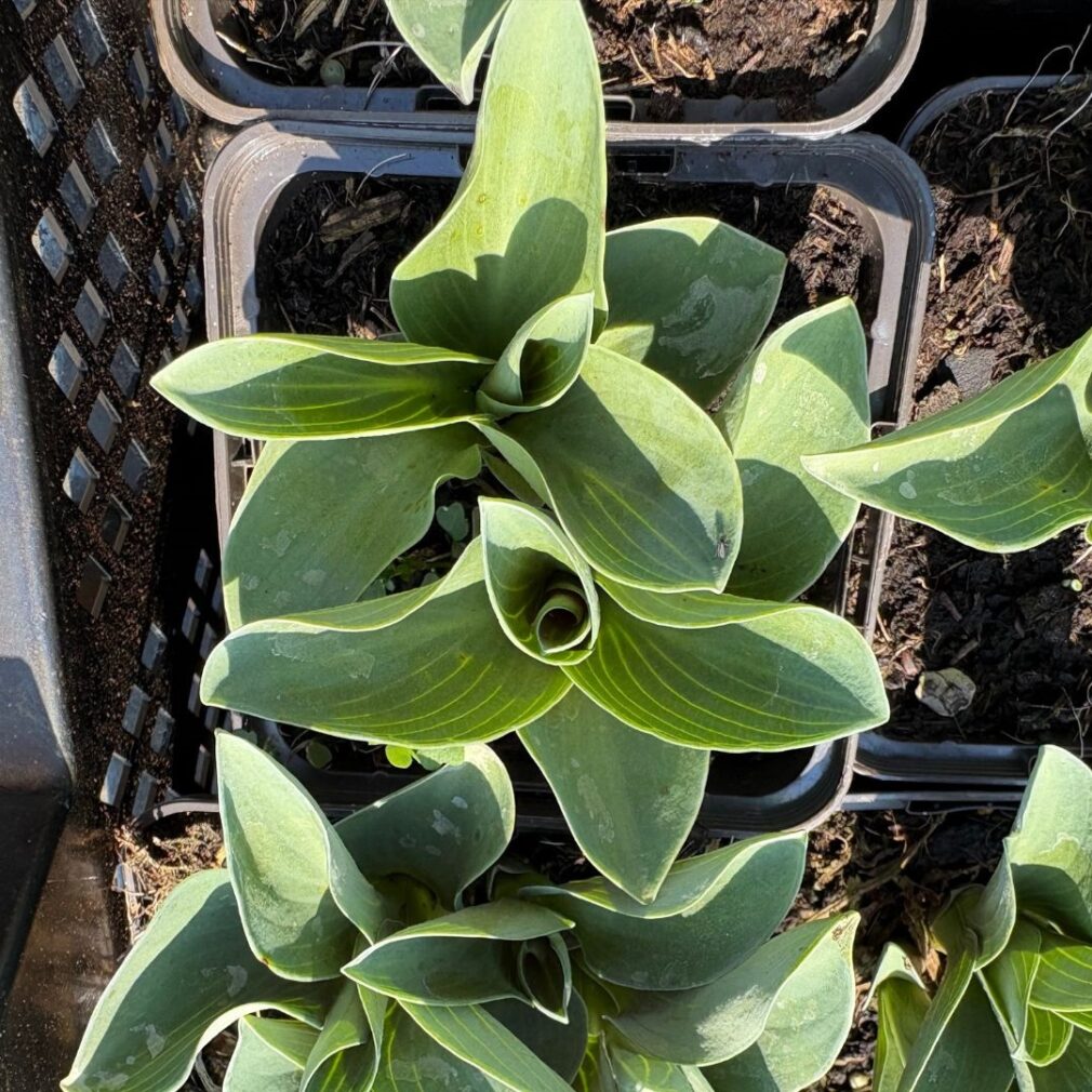 Hosta 'Blue Mouse Ears' (Hartlelie)