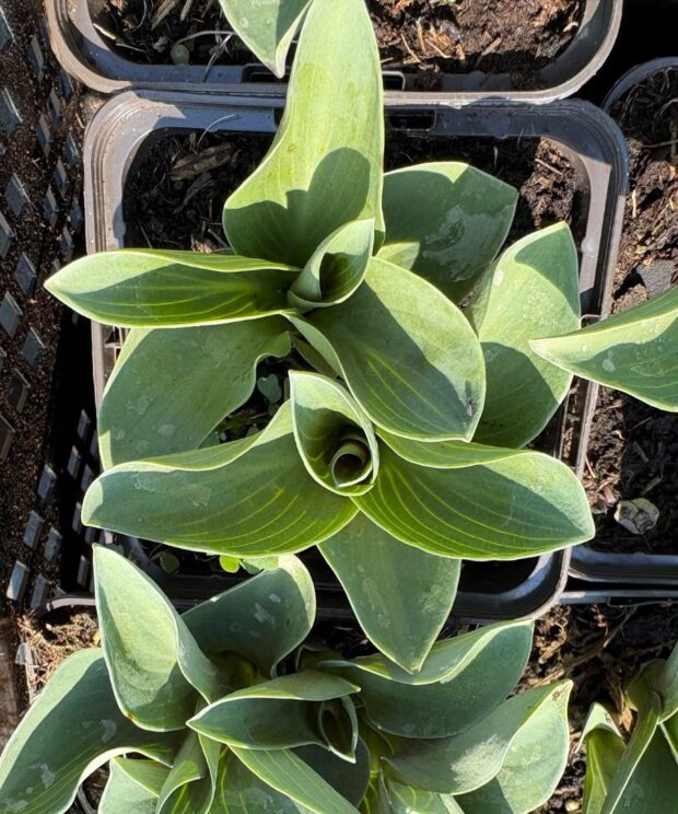 Hosta 'Blue Mouse Ears' (Hartlelie)