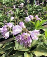 Hosta 'Blue Mouse Ears' (Hartlelie)