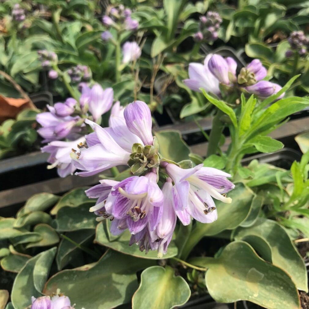 Hosta 'Blue Mouse Ears' (Hartlelie)