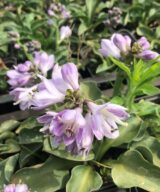 Hosta 'Blue Mouse Ears' (Hartlelie)