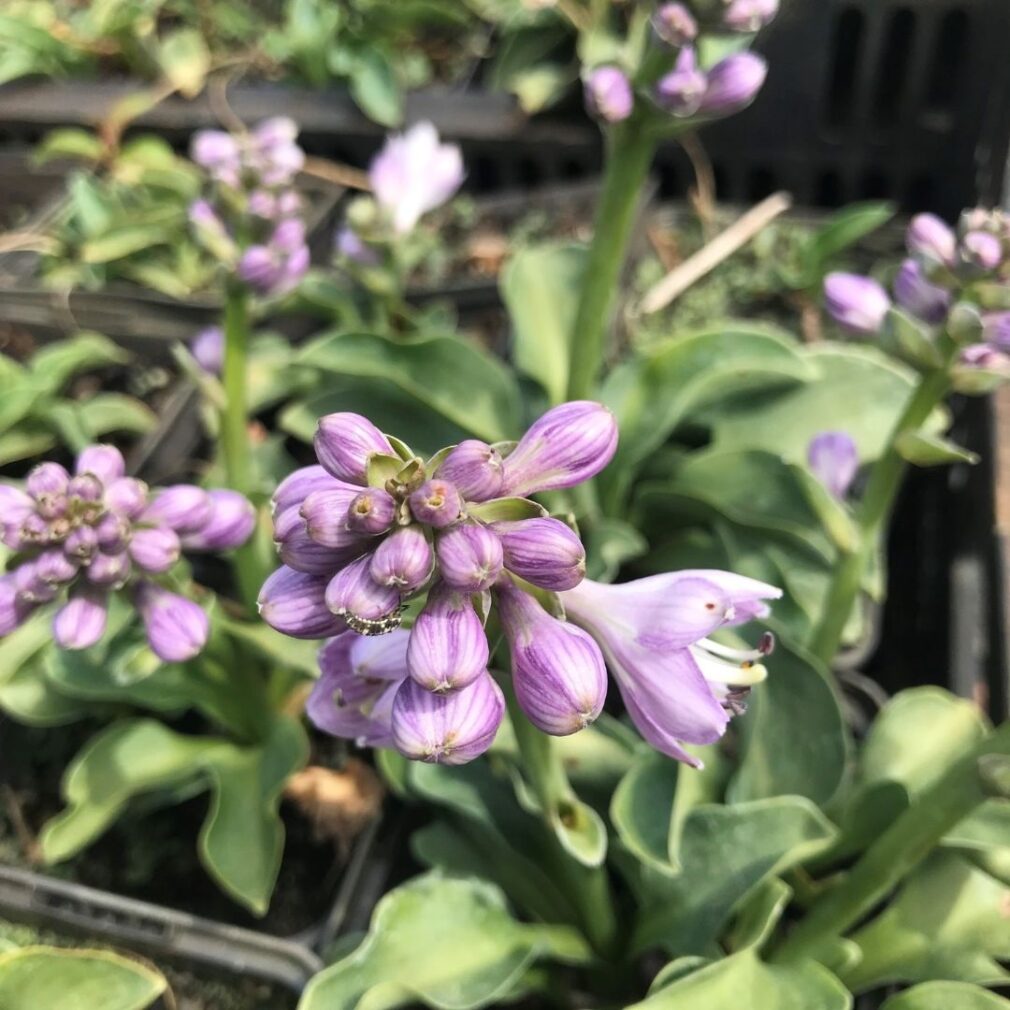 Hosta 'Blue Mouse Ears' (Hartlelie)