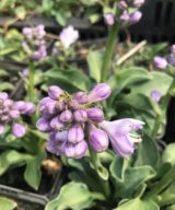 Hosta 'Blue Mouse Ears' (Hartlelie)