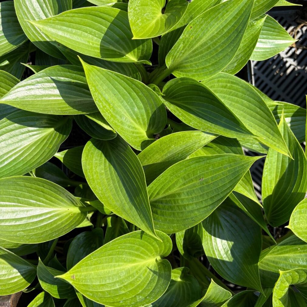 Hosta 'Devon Green' (Hartlelie)