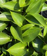 Hosta 'Devon Green' (Hartlelie)