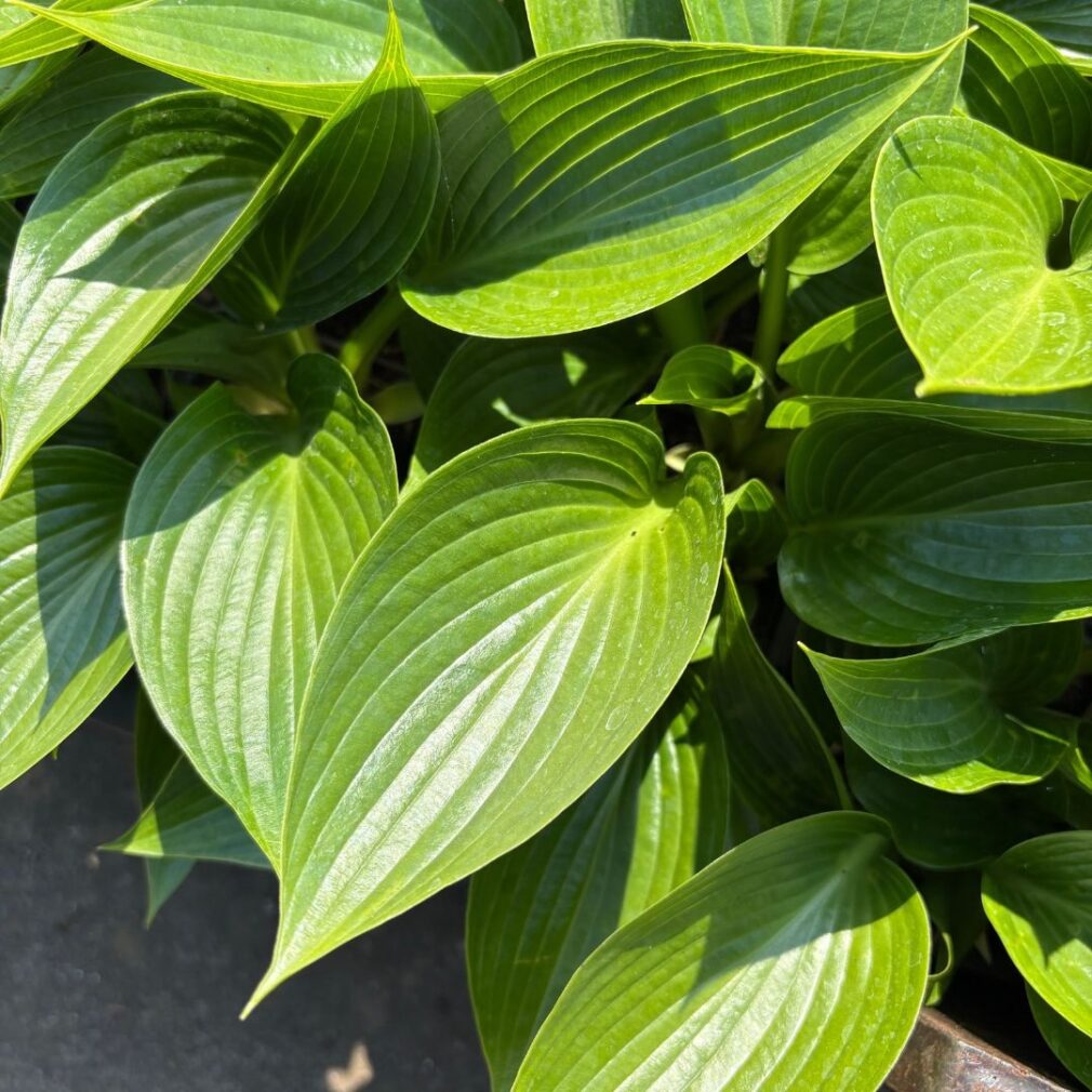 Hosta 'Devon Green' (Hartlelie)