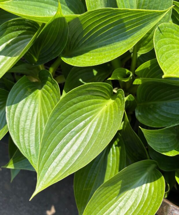 Hosta 'Devon Green' (Hartlelie)