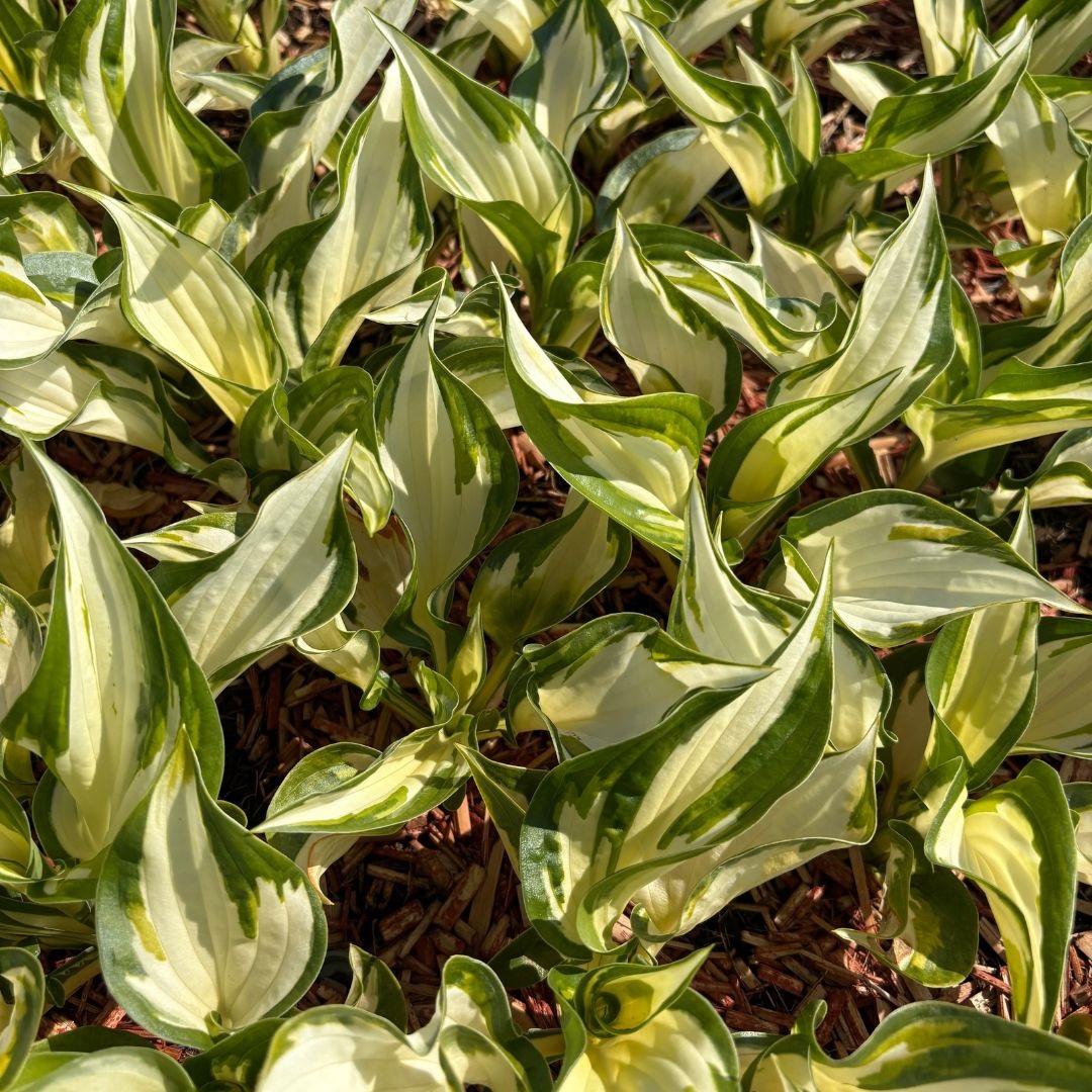 Hosta 'Fire and Ice' (Hartlelie)