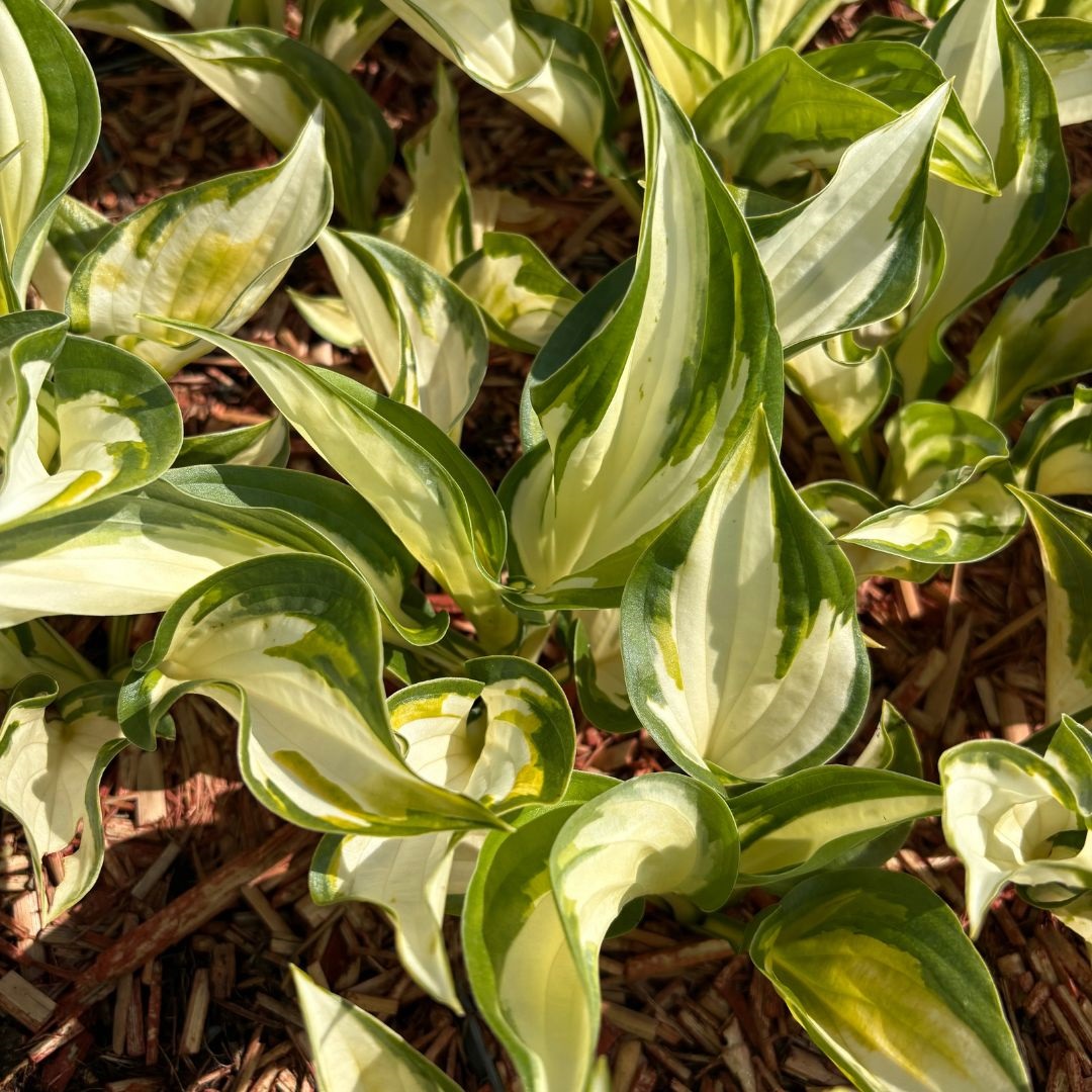 Hosta 'Fire and Ice' (Hartlelie)