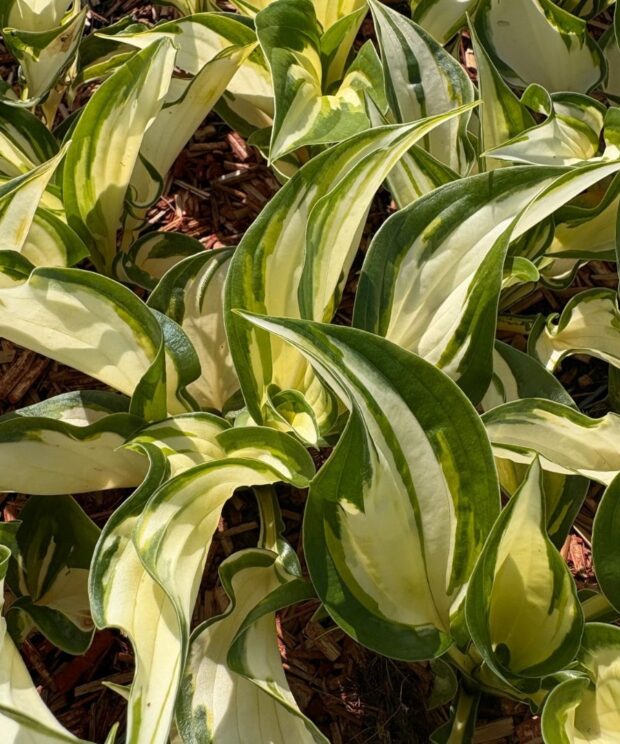 Hosta 'Fire and Ice' (Hartlelie)