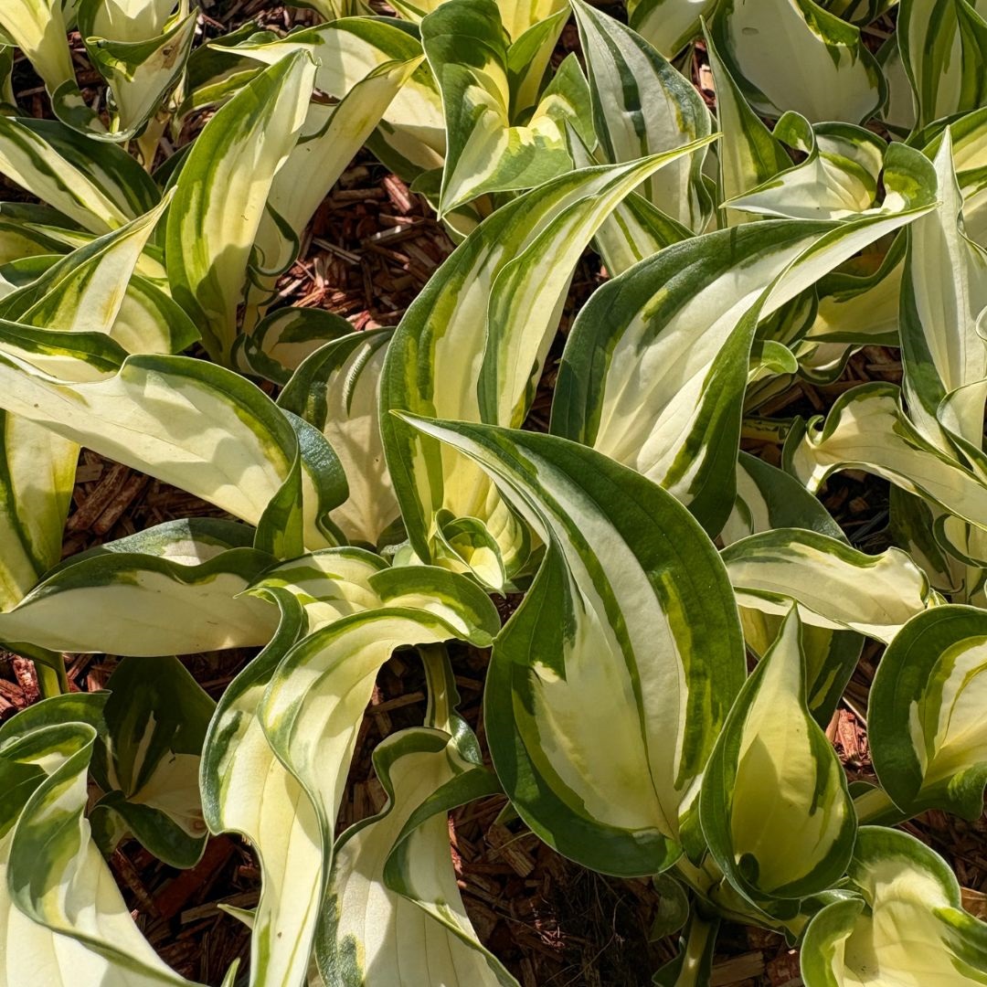 Hosta 'Fire and Ice' (Hartlelie)