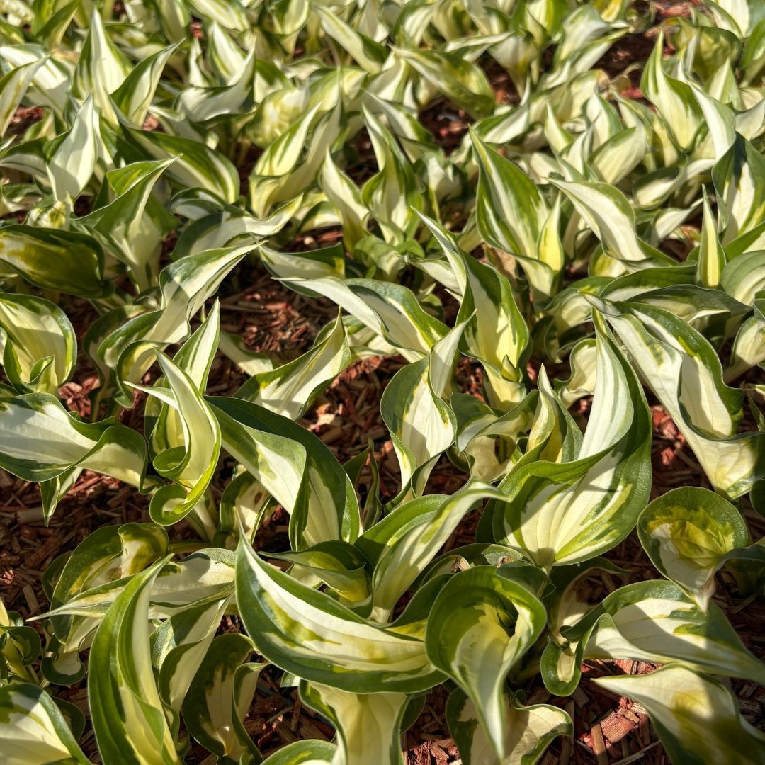 Hosta 'Fire and Ice' (Hartlelie)