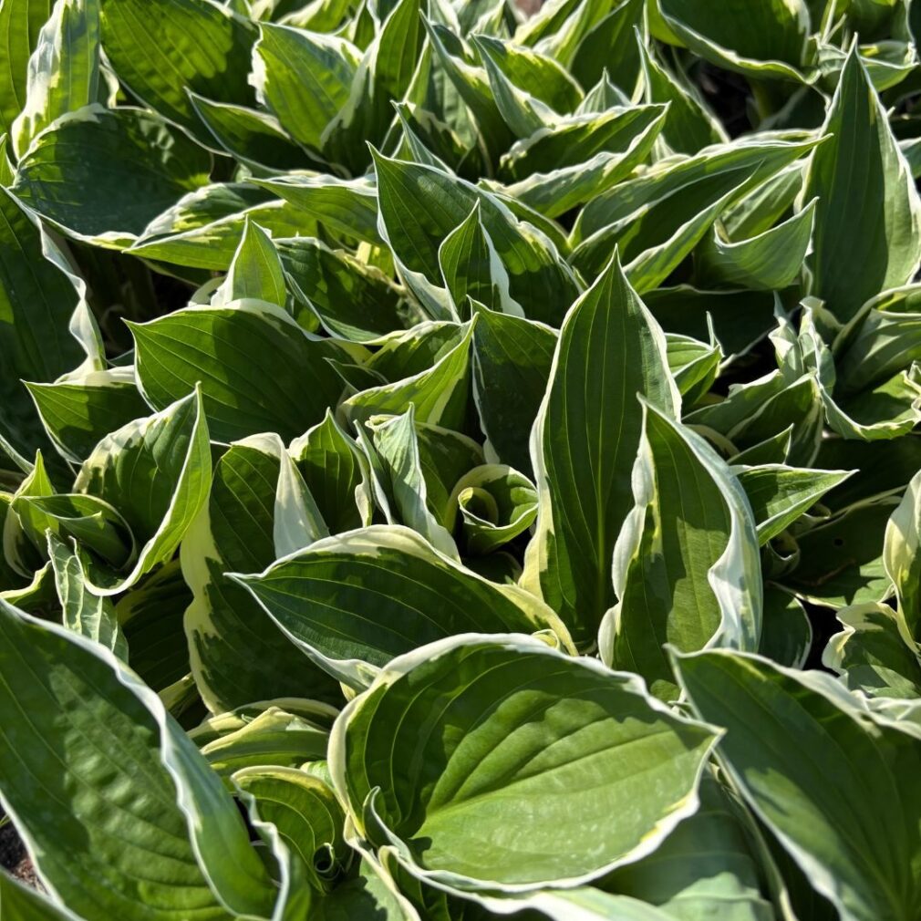 Hosta 'Francee' (Hartlelie)
