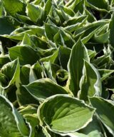 Hosta 'Francee' (Hartlelie)