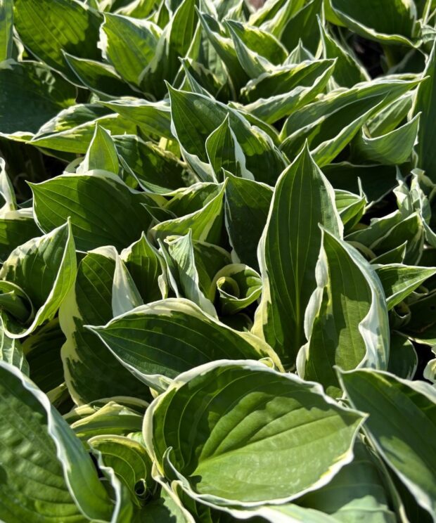 Hosta 'Francee' (Hartlelie)