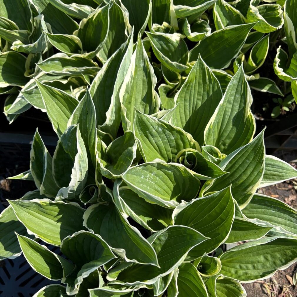 Hosta 'Francee' (Hartlelie)