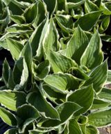 Hosta 'Francee' (Hartlelie)