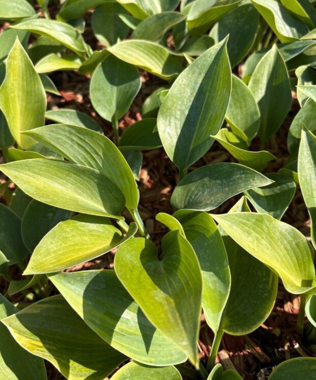 Hosta 'Halcyon' (Hartlelie)