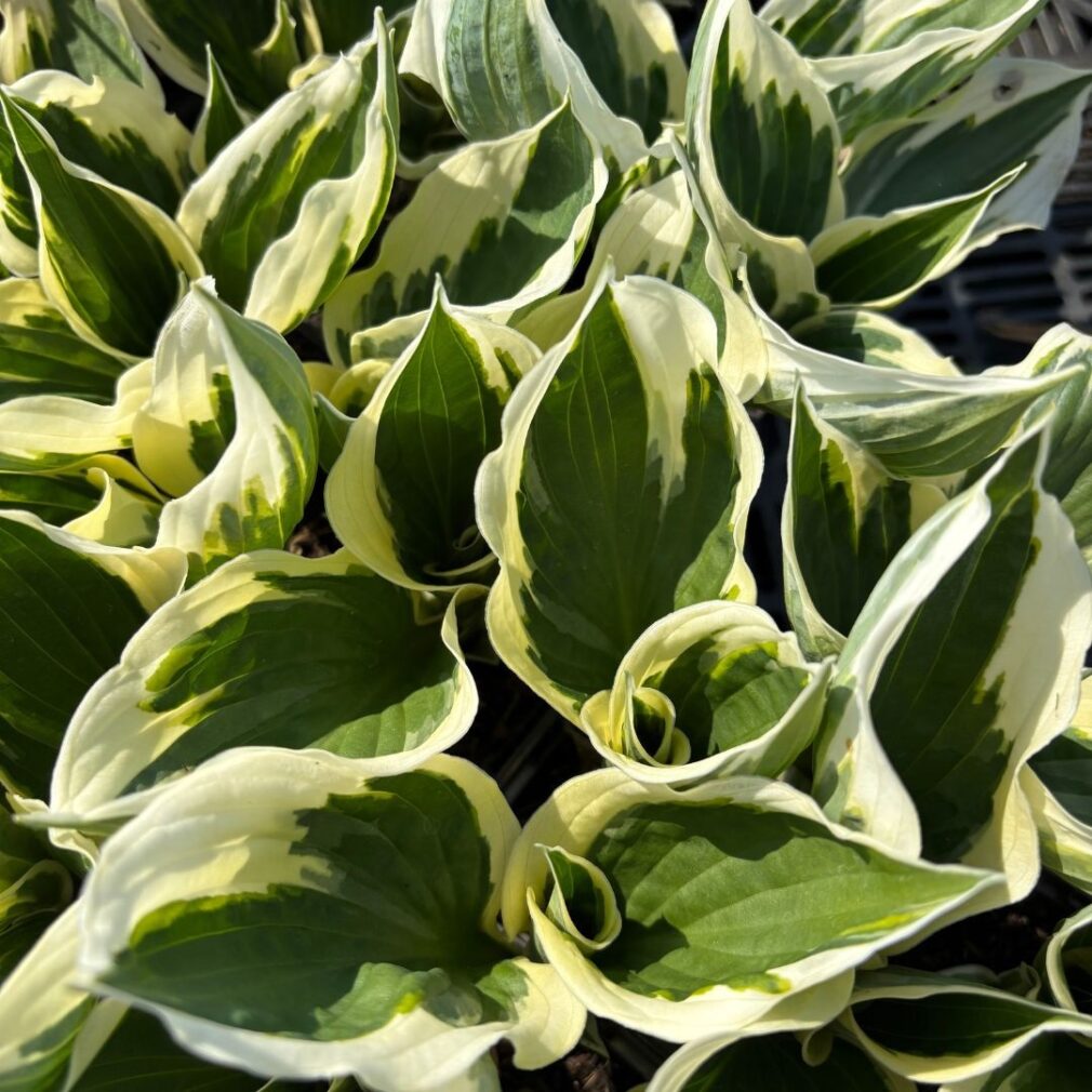 Hosta 'Patriot' (Hartlelie)