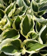 Hosta 'Patriot' (Hartlelie)