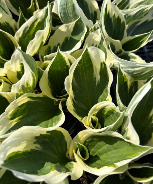 Hosta 'Patriot' (Hartlelie)