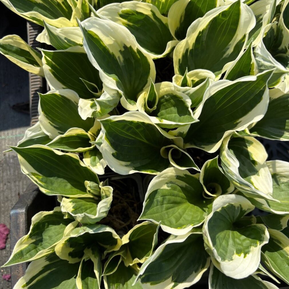 Hosta 'Patriot' (Hartlelie)