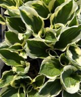 Hosta 'Patriot' (Hartlelie)