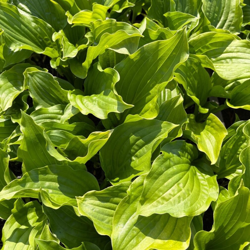 Hosta 'Royal Standard' (Hartlelie)