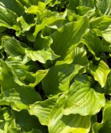 Hosta 'Royal Standard' (Hartlelie)