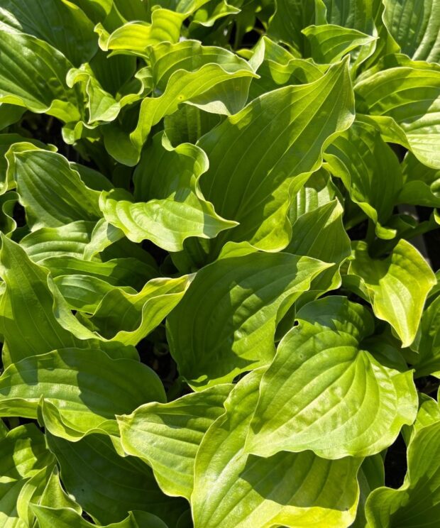 Hosta 'Royal Standard' (Hartlelie)