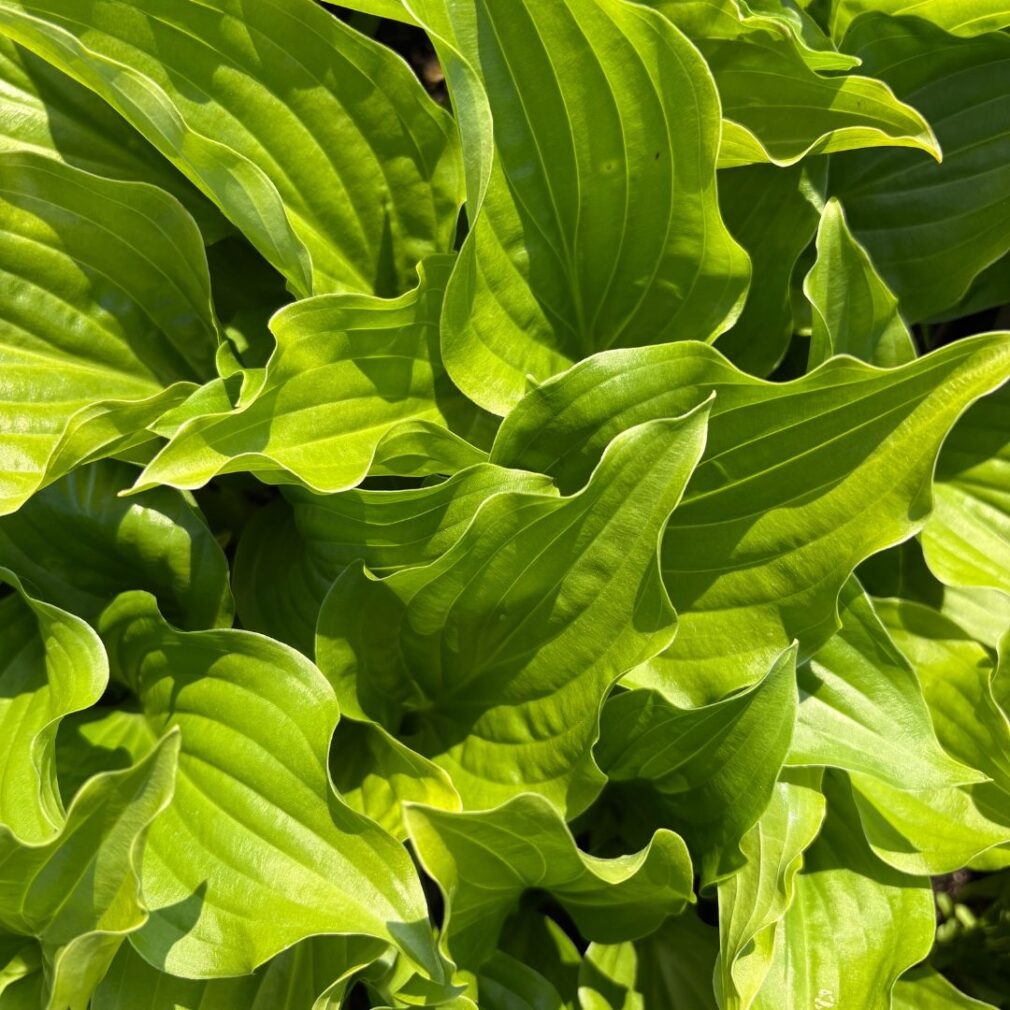 Hosta 'Royal Standard' (Hartlelie)