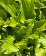 Hosta 'Royal Standard' (Hartlelie)