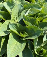 Hosta sieboldiana 'Frances Williams' (Hartlelie)