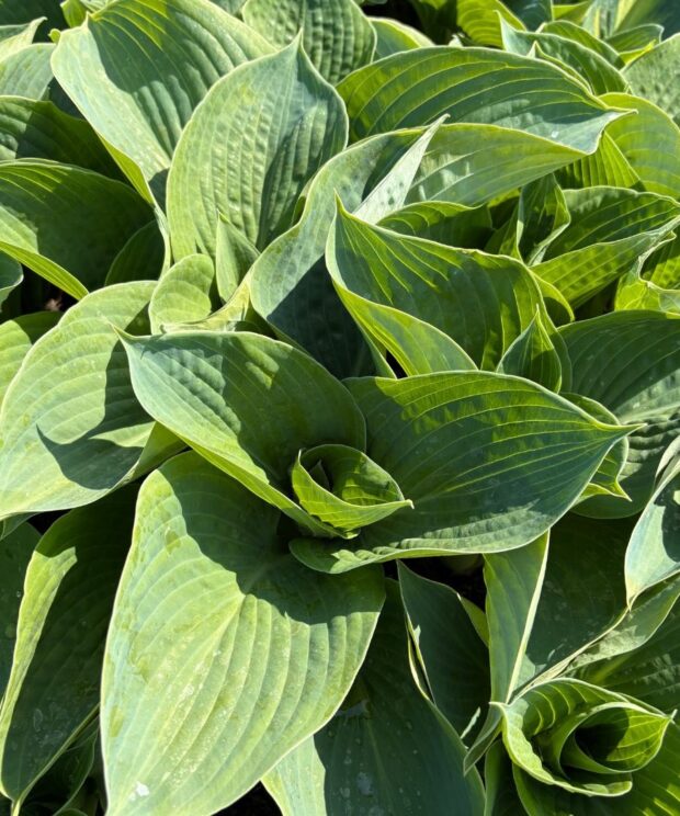 Hosta sieboldiana 'Frances Williams' (Hartlelie)