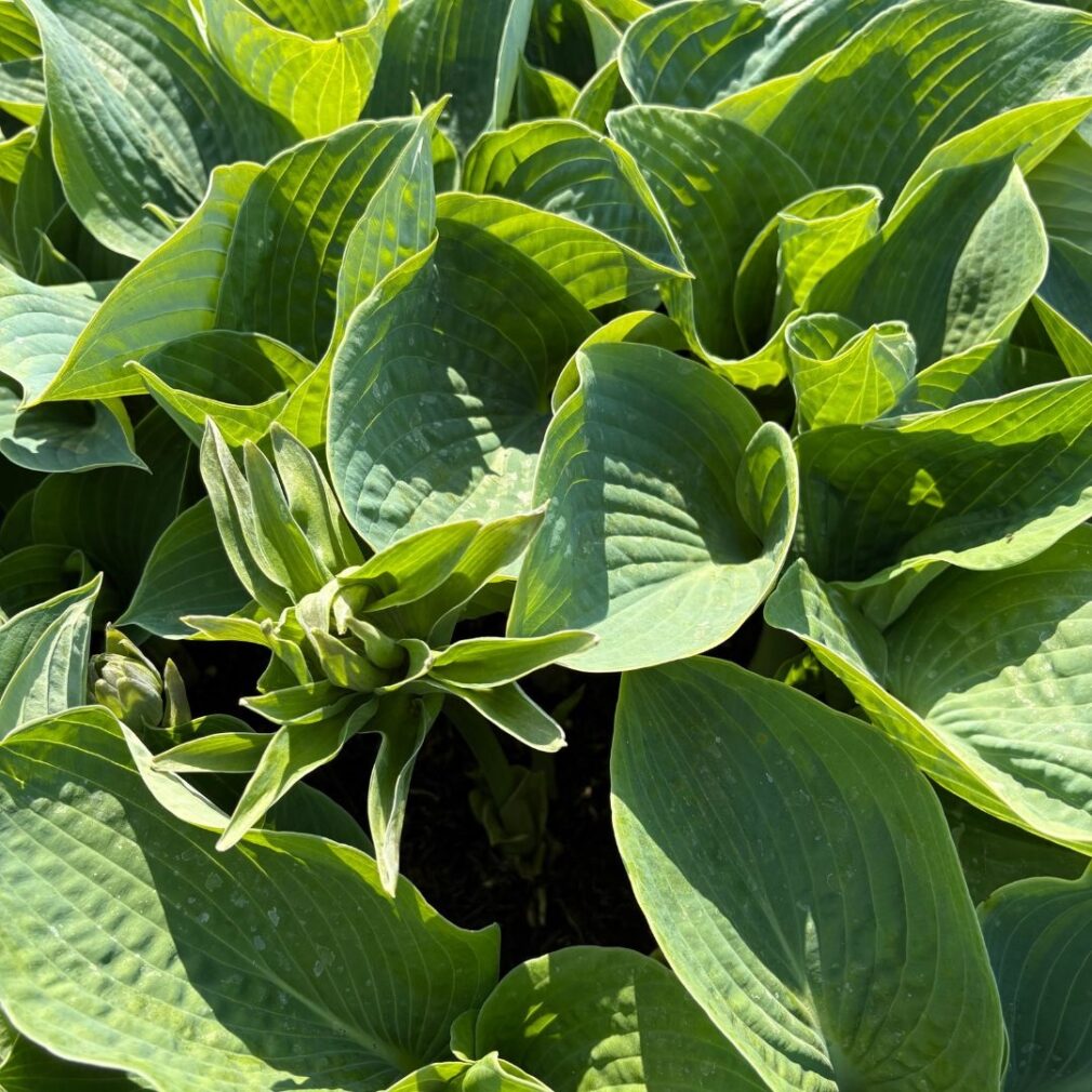 Hosta sieboldiana 'Frances Williams' (Hartlelie)