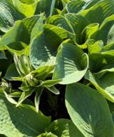 Hosta sieboldiana 'Frances Williams' (Hartlelie)