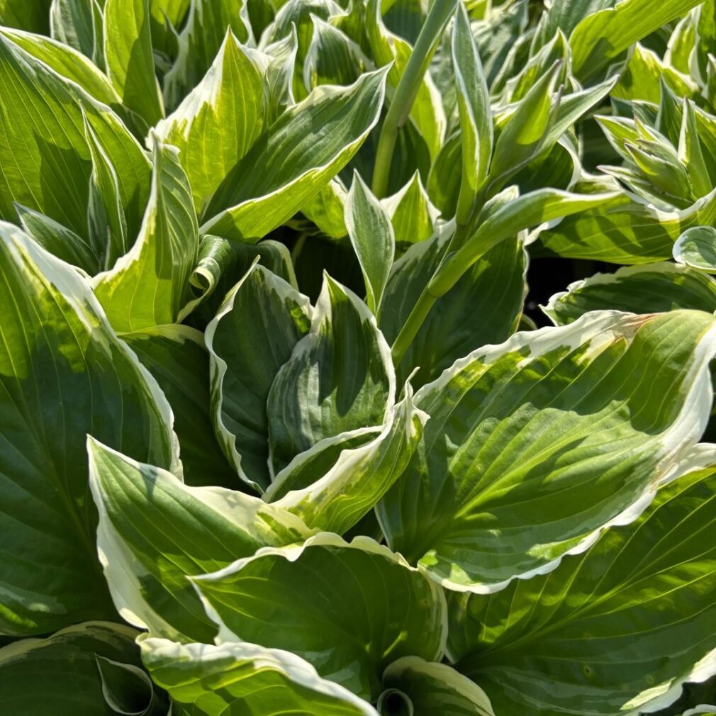 Hosta 'Undulata Albomarginata' (Hartlelie)