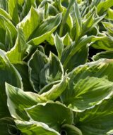 Hosta 'Undulata Albomarginata' (Hartlelie)