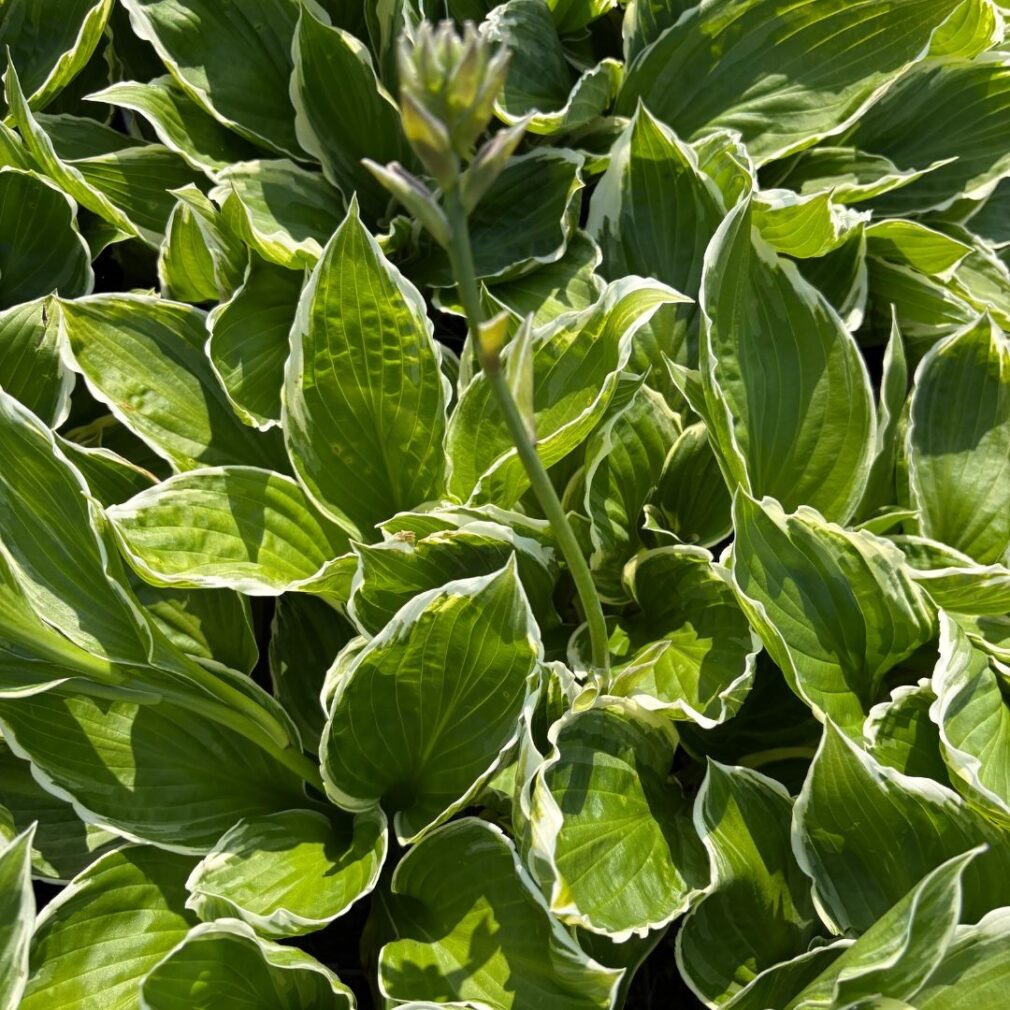 Hosta 'Undulata Albomarginata' (Hartlelie)