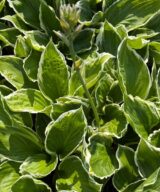 Hosta 'Undulata Albomarginata' (Hartlelie)