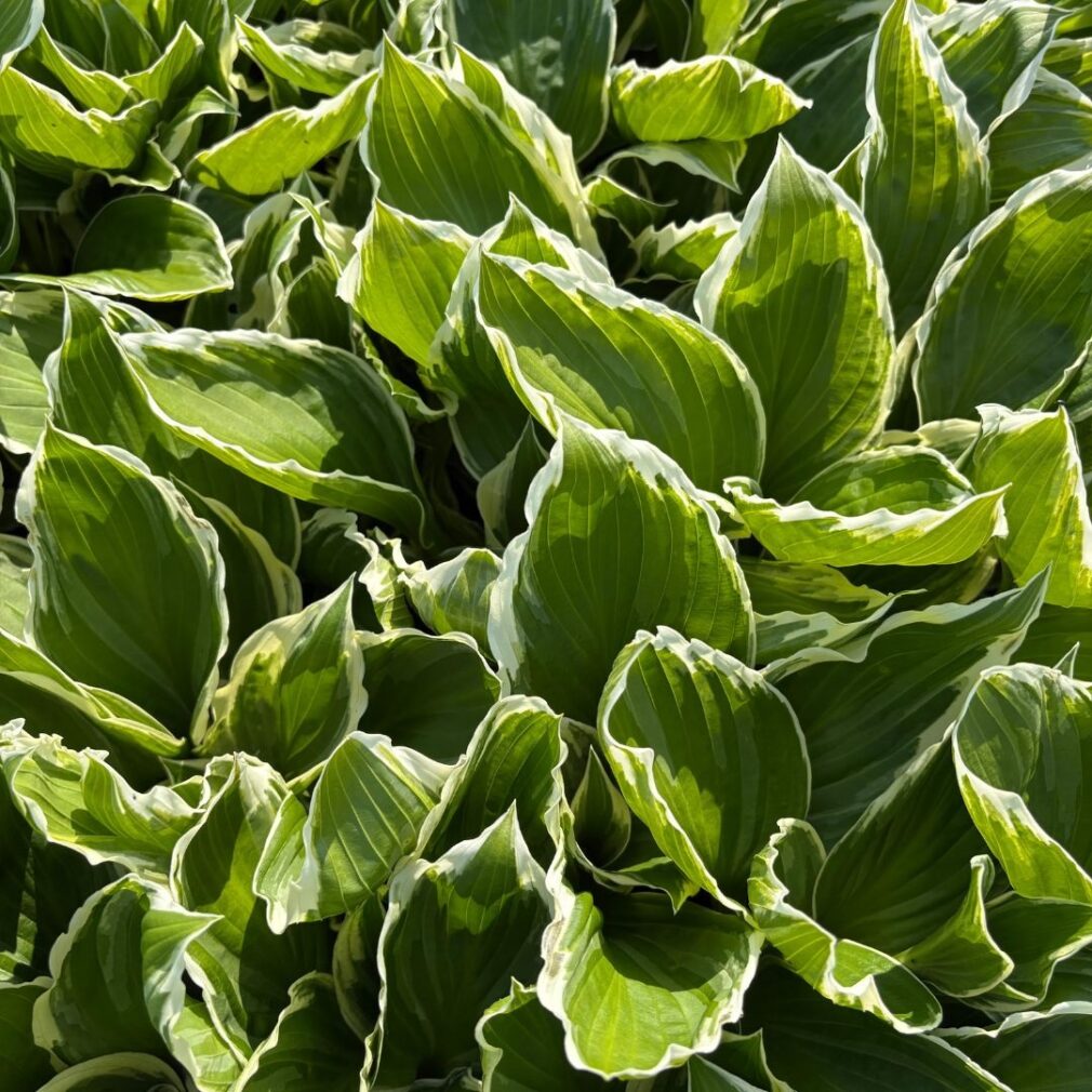Hosta 'Undulata Albomarginata' (Hartlelie)