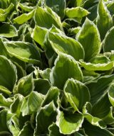 Hosta 'Undulata Albomarginata' (Hartlelie)