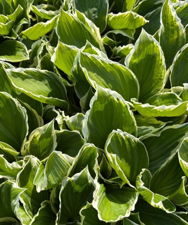 Hosta 'Undulata Albomarginata' (Hartlelie)