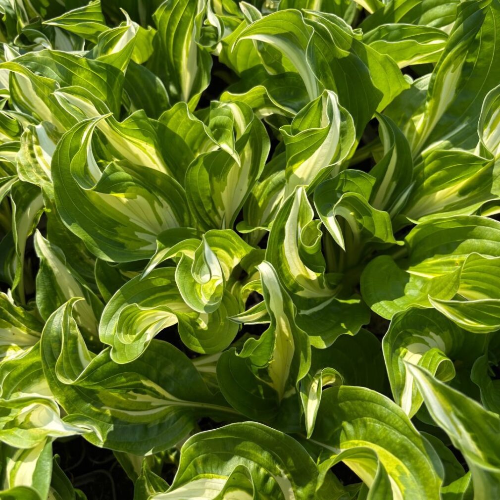 Hosta 'Undulata Mediovariegata' (Hartlelie)