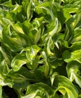 Hosta 'Undulata Mediovariegata' (Hartlelie)