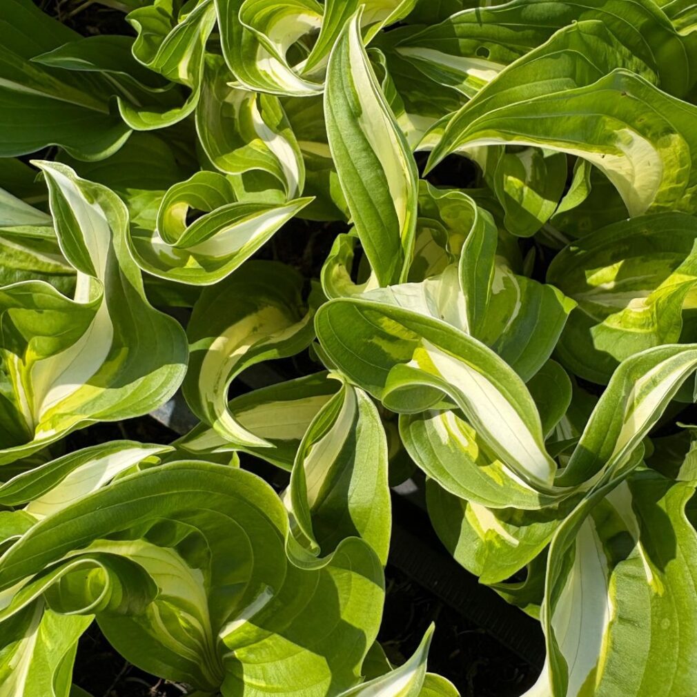 Hosta 'Undulata Mediovariegata' (Hartlelie)