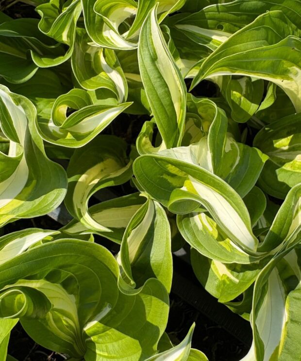 Hosta 'Undulata Mediovariegata' (Hartlelie)